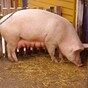 Man receives lifetime ban from keeping animals after pig "eaten alive" by dogs