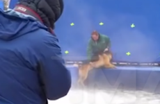 A Dog's Purpose filmmakers accused of animal cruelty after video footage shows dog being forced into water