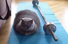 13 photos that perfectly describe you at the gym