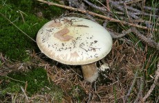 Two die after eating poisonous death cap mushrooms in Australia