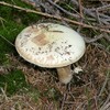 Two die after eating poisonous death cap mushrooms in Australia
