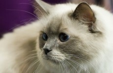 Police think poisoned cat meat killed Chinese tycoon
