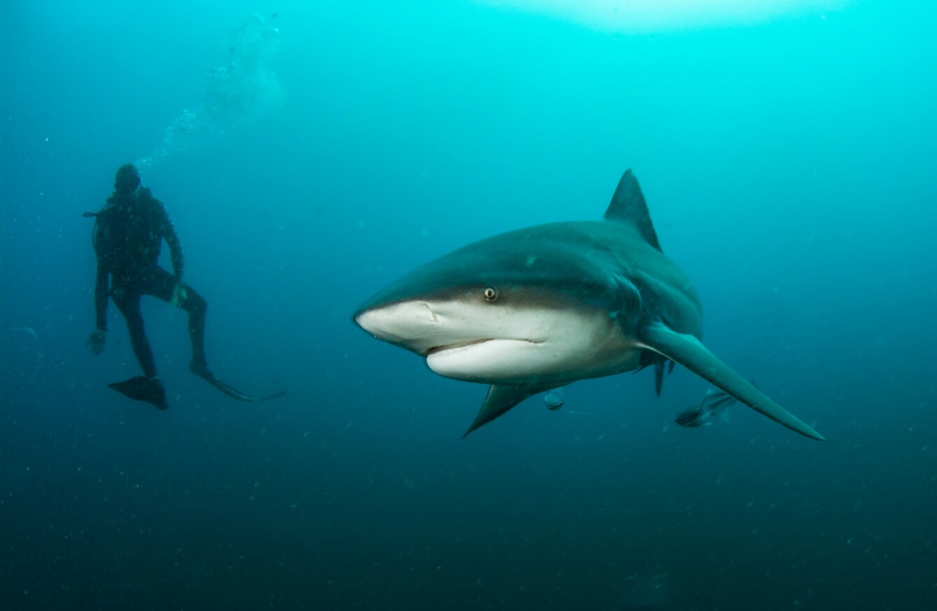 55-year-old Australian diver 'lucky to be alive' after being mauled by