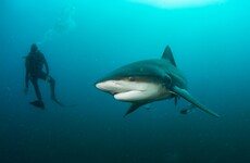 55-year-old Australian diver 'lucky to be alive' after being mauled by giant bull shark