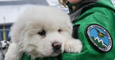 Three white sheepdog puppies found in Italian avalanche boost hope for survivors