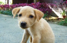 Man banned from owning dogs after his puppy got drunk