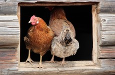 Gardening column: How to keep hens, plus a kale and cheddar cheese risotto recipe