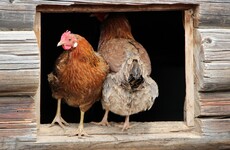 Gardening column: How to keep hens, plus a kale and cheddar cheese risotto recipe