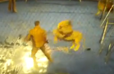 Video captures lions mauling Ukranian circus tamer