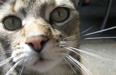 Seven lives left? Cat survives two attempts to put her down