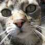 Seven lives left? Cat survives two attempts to put her down