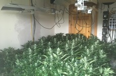 Gardaí seize 175 cannabis plants from Leitrim growhouse