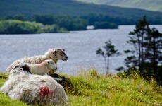 A startup incubator is coming to Shannon as part of the government's plan for rural Ireland