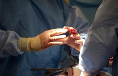 'Organs could be grown in pigs for transplants': Scientists eye breakthrough