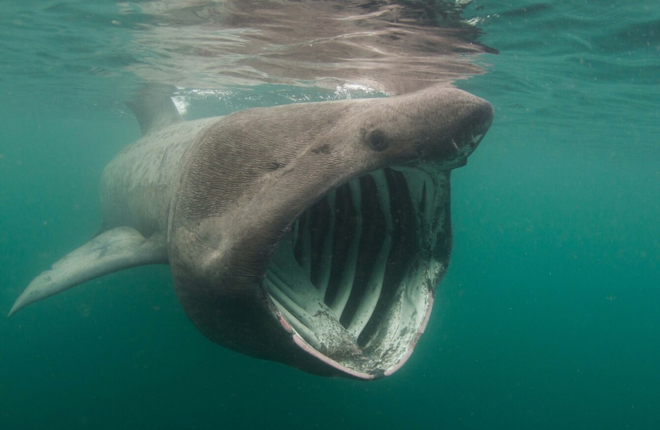 A complete list of the sharks in Irish waters has just ...