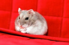 Corn diet turning French hamsters into deranged cannibals which eat their young