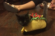 Here's what's going viral right now: Tuesday