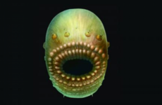 Humanity's oldest relative is an egg-shaped creature with a huge mouth and no anus