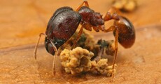 Scientists harness hormones to create 'super-soldier' ants