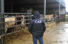 CAB seize 125 cattle after 11-year investigation into Kilkenny farmer