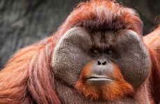There's 'Tinder for orangutans' now