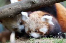 It's Friday so here's a slideshow of red pandas from around the world
