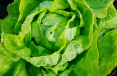 Want a salad for lunch? There's a lettuce shortage