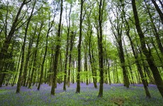 Europe is lending Ireland €90 million to grow thousands of trees
