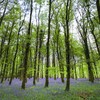 Europe is lending Ireland €90 million to grow thousands of trees