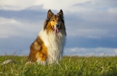 Man who hoped his dog would get better without treatment convicted of animal cruelty