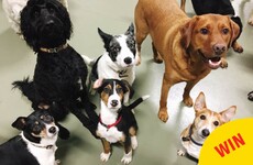 9 Irish doggie daycares to follow that will brighten up your Facebook feed