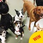 9 Irish doggie daycares to follow that will brighten up your Facebook feed