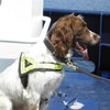Detector dog Harvey helps Revenue seize cigarettes, tobacco and vodka in Cork