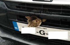 Driver thinks he's being stopped for speeding - has cat stuck in engine grille