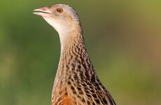 New plan to stop extinction of corncrake in Ireland