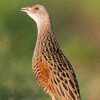 New plan to stop extinction of corncrake in Ireland