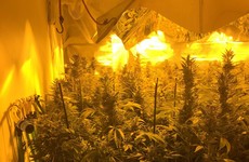 Man charged after Gardaí raid cannabis growhouses worth €450,000 in Galway
