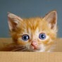 An Indian schoolbook advised children to suffocate kittens