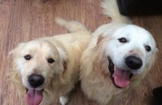 An Irish charity is looking to rehome these Retrievers in pairs because 'they can't be split'