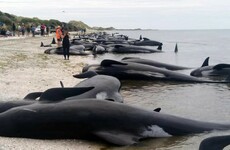 Hundreds of whales die after becoming stranded on New Zealand beach
