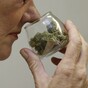 Health authority recommends medicinal cannabis to be made available for "specified conditions"