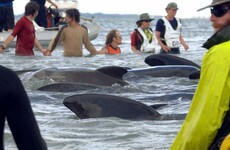 Swimmers defy shark ban and form human chain to save 200 whales