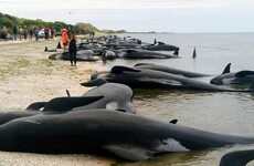 New Zealand beached whale crisis 'over' say rescuers