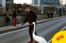 A Limerick man helping a swan cross the road has become a hero on Facebook
