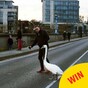 A Limerick man helping a swan cross the road has become a hero on Facebook