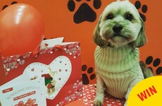 This doggie daycare in Wicklow had an adorable Valentine's Day party for the pups