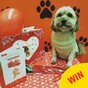 This doggie daycare in Wicklow had an adorable Valentine's Day party for the pups