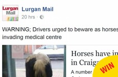 People had so many puns after four horses 'invaded' a doctor's office in Armagh yesterday
