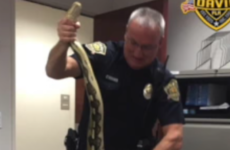 Student finds 11-foot snake in his car engine