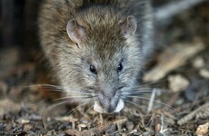 First-ever cluster of Weil's disease in New York kills one